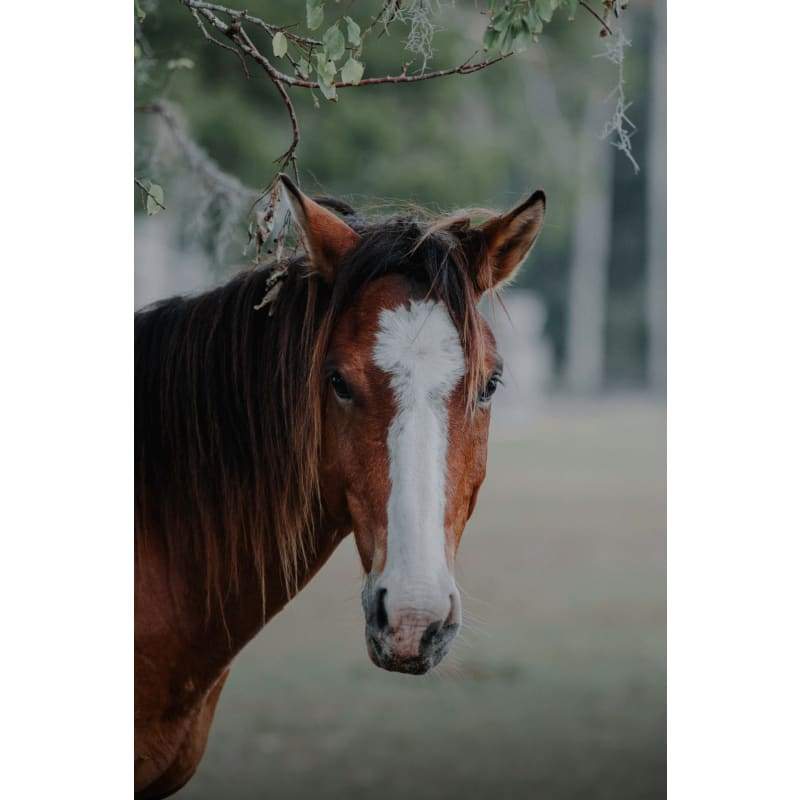 Beautiful horse - Full Drill Diamond Painting - Special