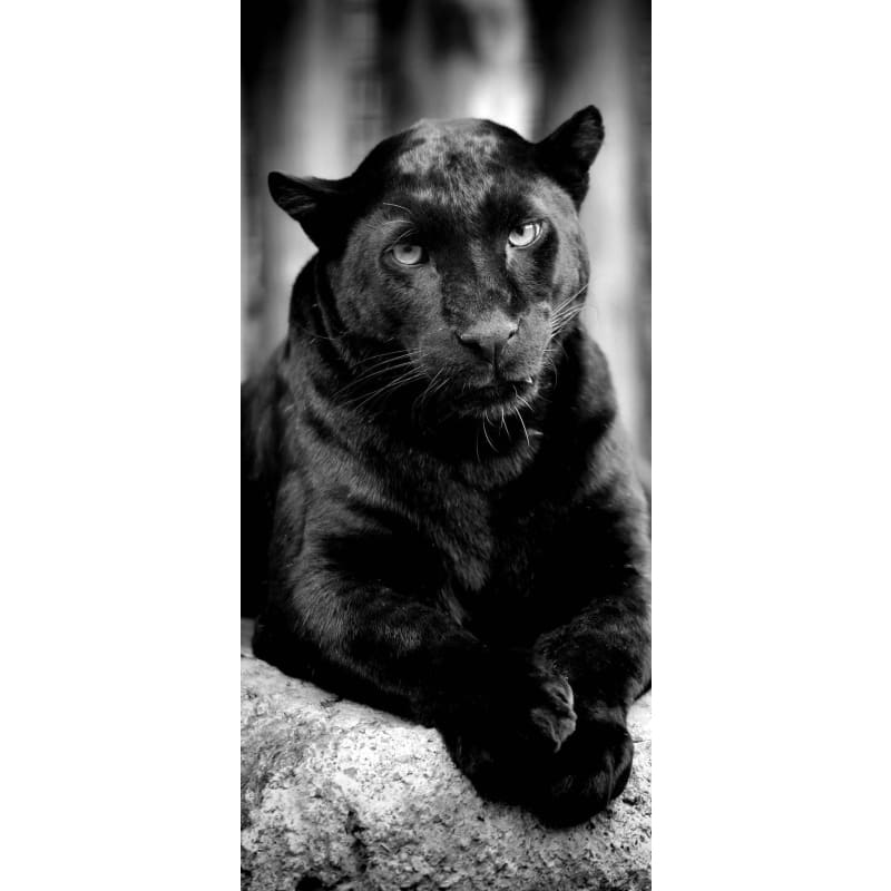 Black Puma- Full Drill Diamond Painting - Special Order -