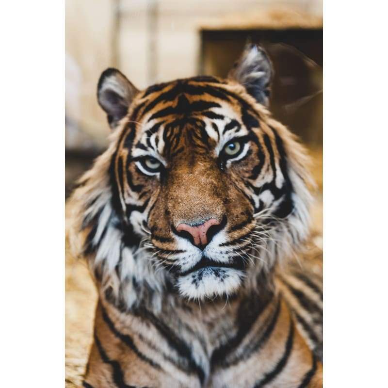 Brown Tiger 02- Full Drill Diamond Painting - Special Order