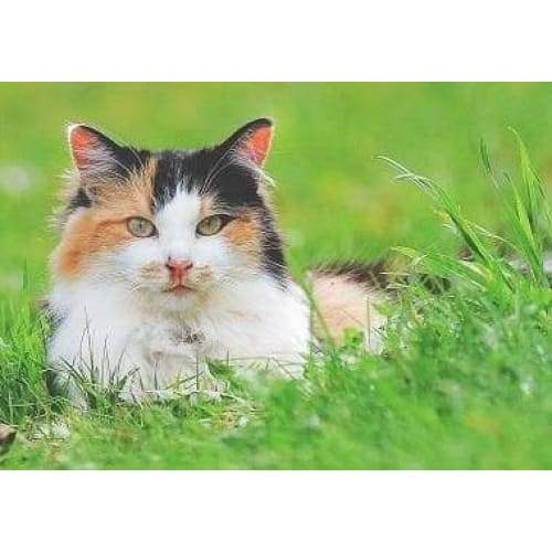 Cat In Grass- Full Drill Diamond Painting - Special Order -