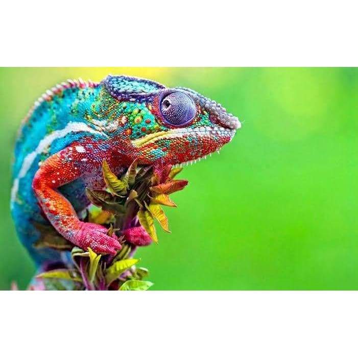 Chameleon- Full Drill Diamond Painting - Special Order -