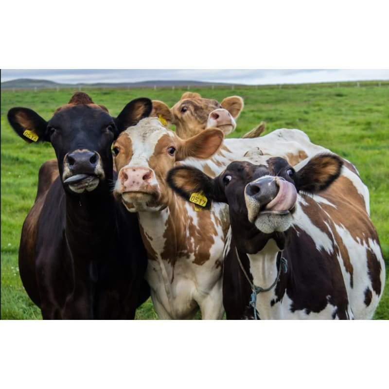 Crazy Cows - Full Drill Diamond Painting - Special Order -
