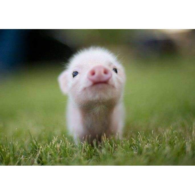 Cute Piglet- Full Drill Diamond Painting - Special Order -