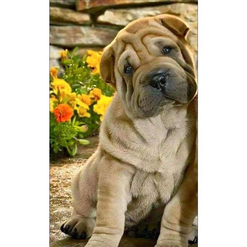 Cute Puppy (2)- Full Drill Diamond Painting - Special Order