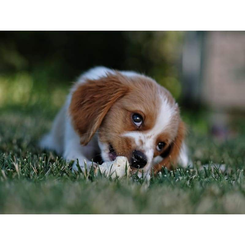 Cute Puppy - Full Drill Diamond Painting - Special Order -