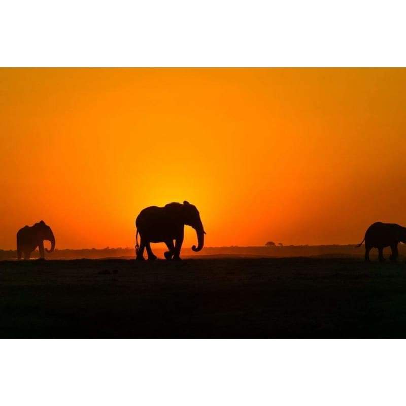 Elephants Orange Sunset - Full Drill Diamond Painting -