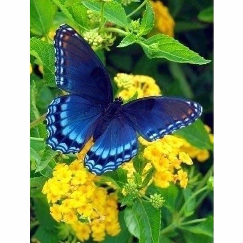 Full Drill - 5D DIY Diamond Painting Kits Blue Color
