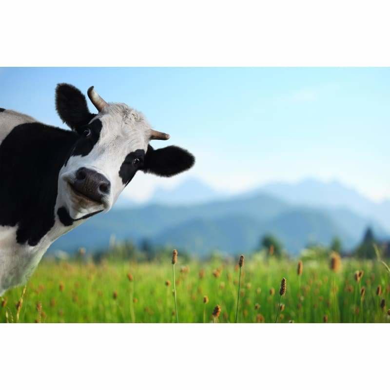 Full Square Drill Cow Full Drill - 5D Diy Diamond Painting