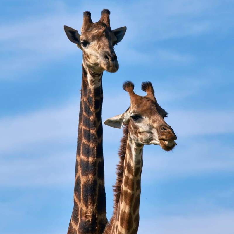 Giraffes 01- Full Drill Diamond Painting - Special Order -