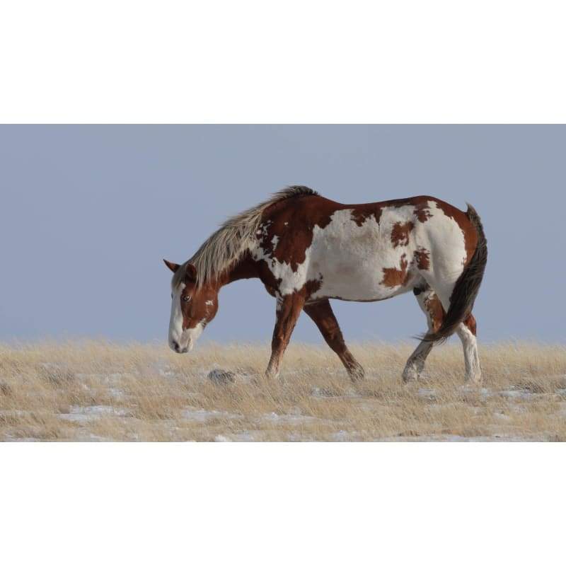 Horse E- Full Drill Diamond Painting - Special Order - Full