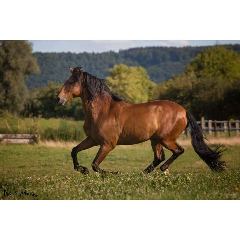 Horse F- Full Drill Diamond Painting - Special Order - Full