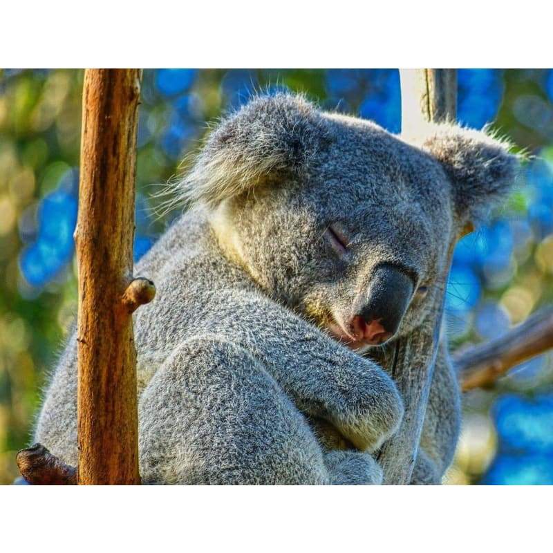 Koala-Aus - Full Drill Diamond Painting - Special Order -