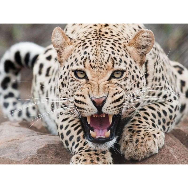 Leopard Angry - Full Drill Diamond Painting - Special Order