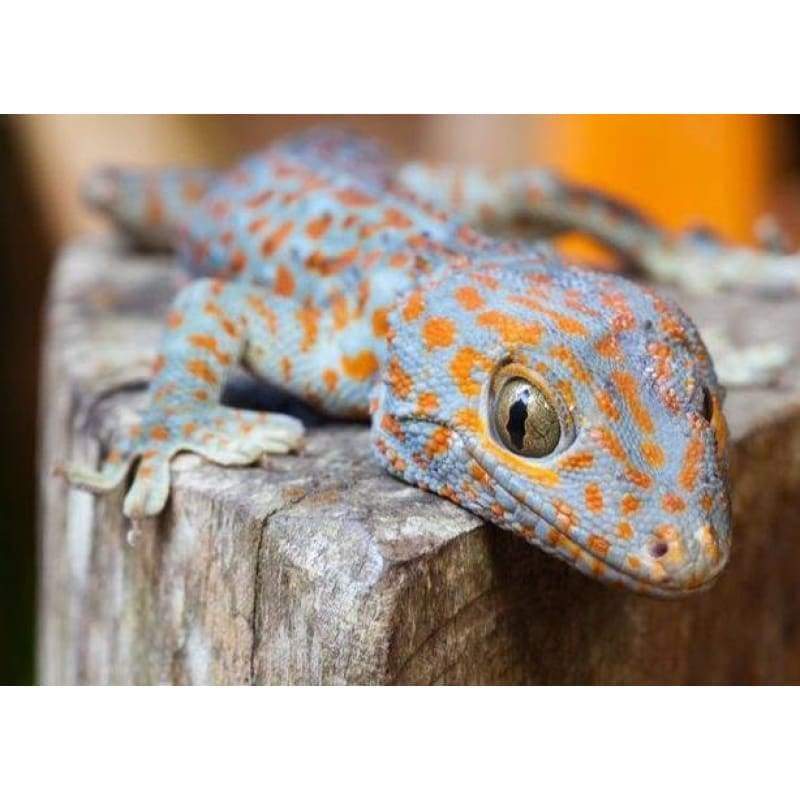 Lizard 02- Full Drill Diamond Painting - Special Order -