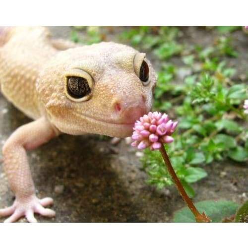 Lizard 04- Full Drill Diamond Painting - Special Order -