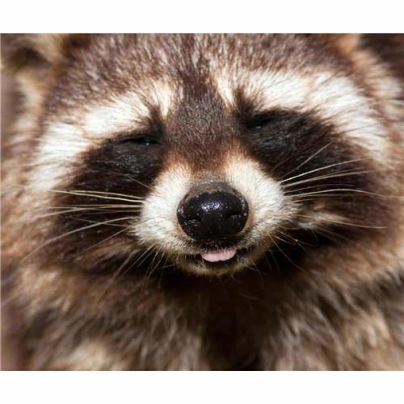 New Hot Sale Cross Stitch Cute Raccoon DIY Full Drill - 5D