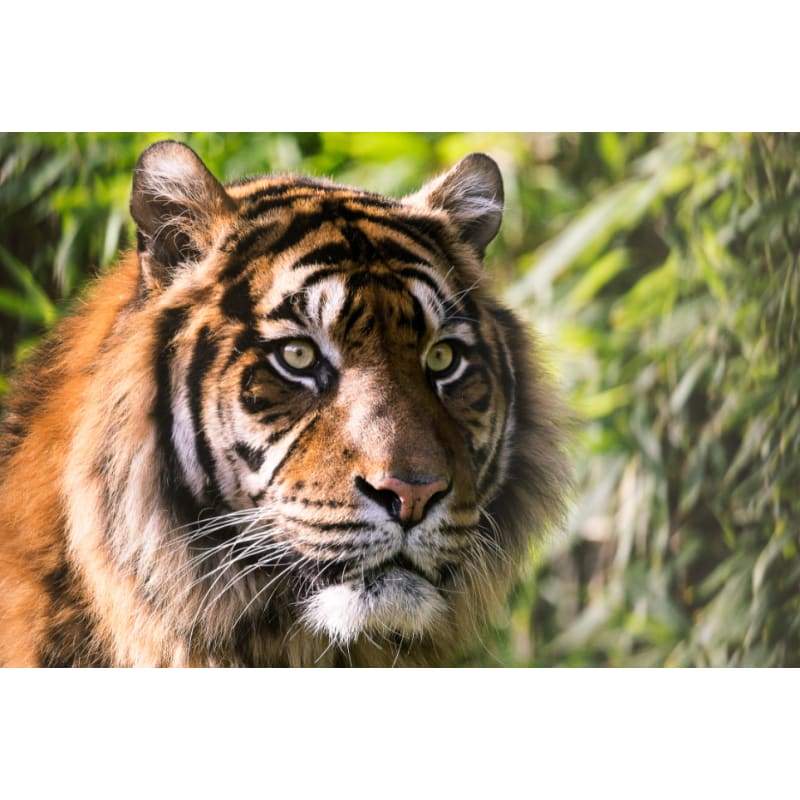 Tiger of the jungle 02- Full Drill Diamond Painting -