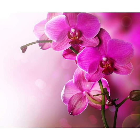 Orchids Full Drill - 5D Diy Diamond Painting Kits Rhinestones - NEEDLEWORK KITS