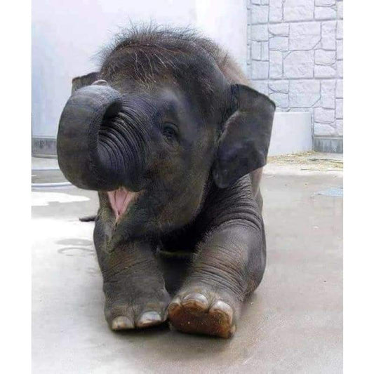 Baby Elephant - Full Drill Diamond Painting - NEEDLEWORK KITS
