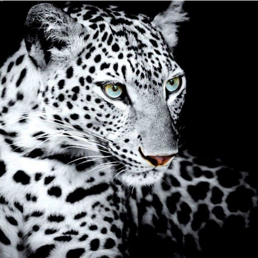 Full Drill - 5D DIY Diamond Painting Kits Black White Animal Portrait Leopard - NEEDLEWORK KITS