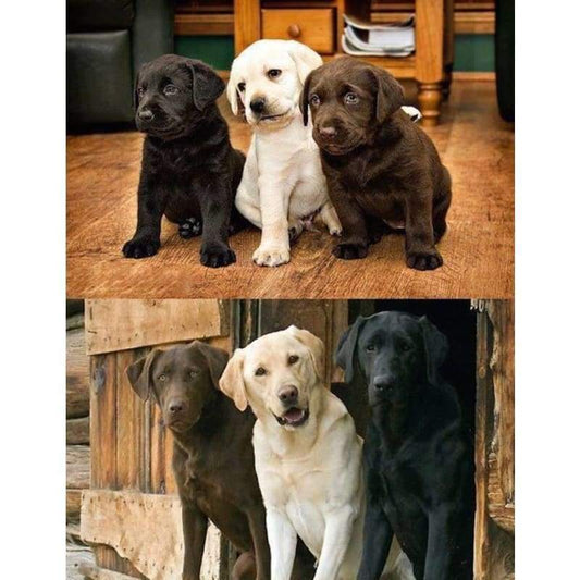 Brothers - Full Drill Diamond Painting - Special Order -