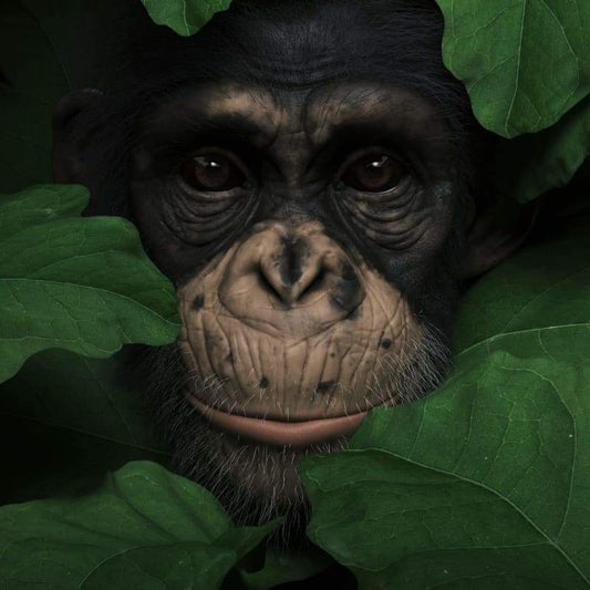 Chimp Close Up - Full Drill Diamond Painting - Special Order