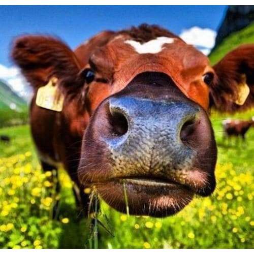 Close Up Cows Nose- Full Drill Diamond Painting - Special