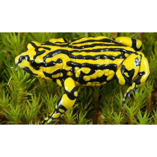 Corroboree Frog - Full Drill Diamond Painting - Special