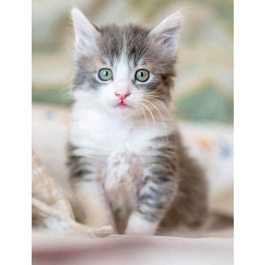 Cute kitten on bed- Full Drill Diamond Painting - Special
