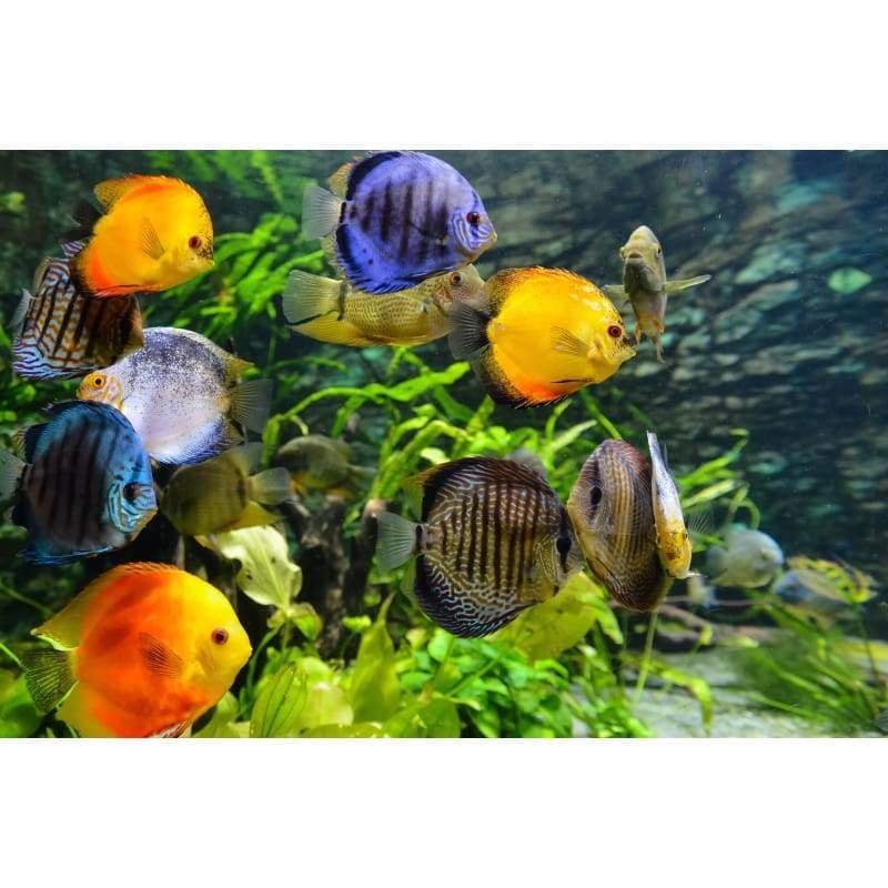 Fishies-  Full Drill Diamond Painting - NEEDLEWORK KITS