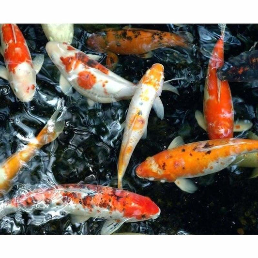 Full Drill - Full Drill - 5D DIY Diamond Painting Fish