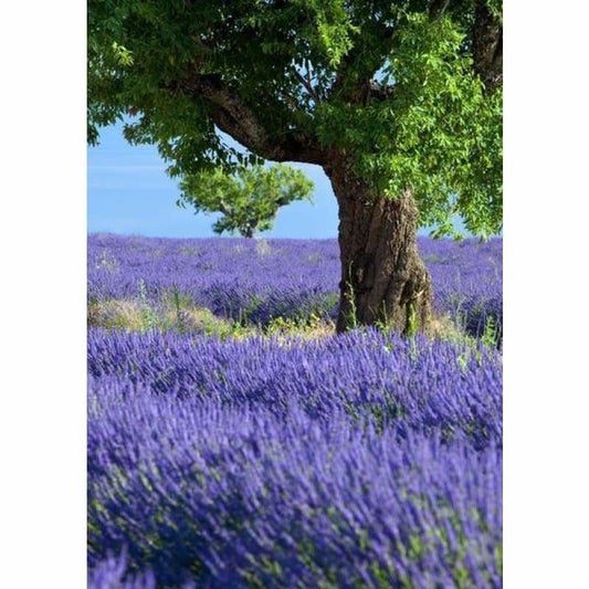 Full Drill - 5D DIY Diamond Painting Kits Purple Lavender