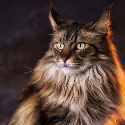 Full Needlework Embroidery Black Cat Full Drill - 5D DIY