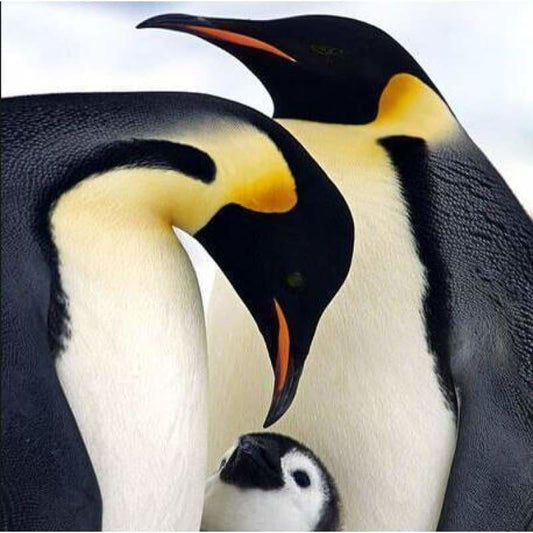 Full Square Drill Penguin Full Drill - 5D Diy Diamond