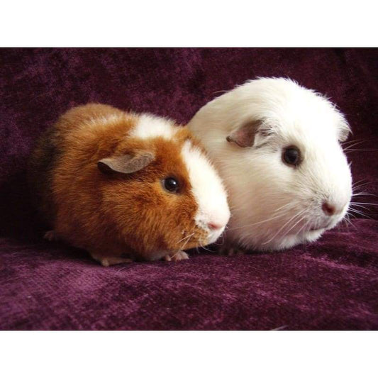 Guinea Pigs- Full Drill Diamond Painting - Special Order -
