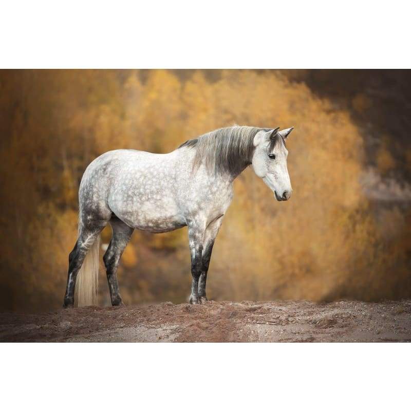 Horse B- Full Drill Diamond Painting - Special Order - Full 