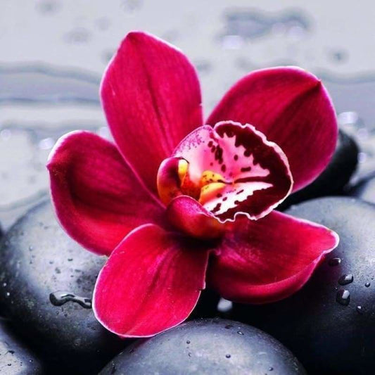 Hot Sale Rhinestone Red Flower Full Drill - 5D Diy Diamond