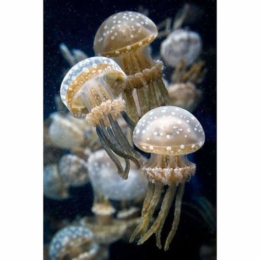 Jellyfish Full Drill - 5D DIY Embroidery Diamond Painting