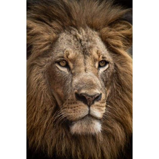 Majestic Lion 01- Full Drill Diamond Painting - Special