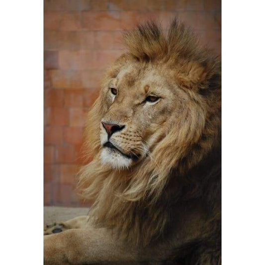 Majestic Lion 02- Full Drill Diamond Painting - Special