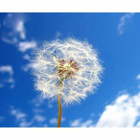 New Dandelion Diy Full Drill - 5D Crystal Diamond Painting