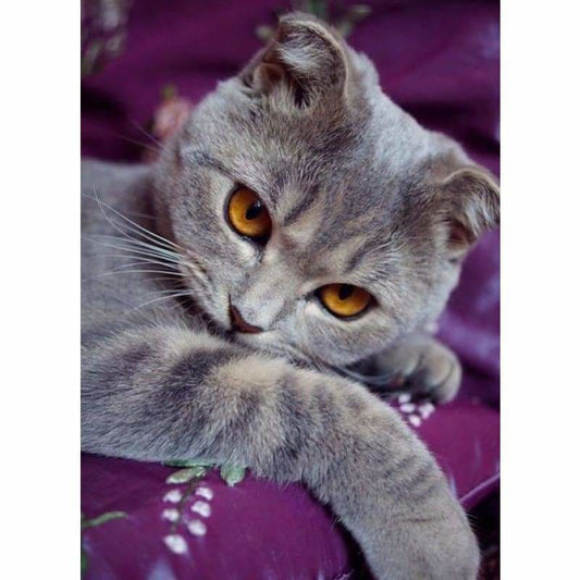 New Hot Sale Cat Picture Full Drill - 5D Diy Diamond