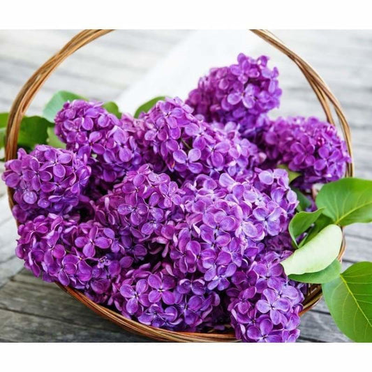 New Hot Sale Lavender Full Drill - 5D Diy Diamond Painting