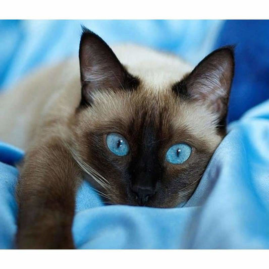 New Hot Sale Pet Cat Picture Full Drill - 5D Diy Diamond