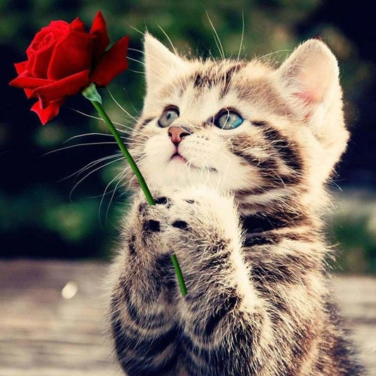 New Hot Sale Petl Cat Picture Full Drill - 5D Diy Diamond