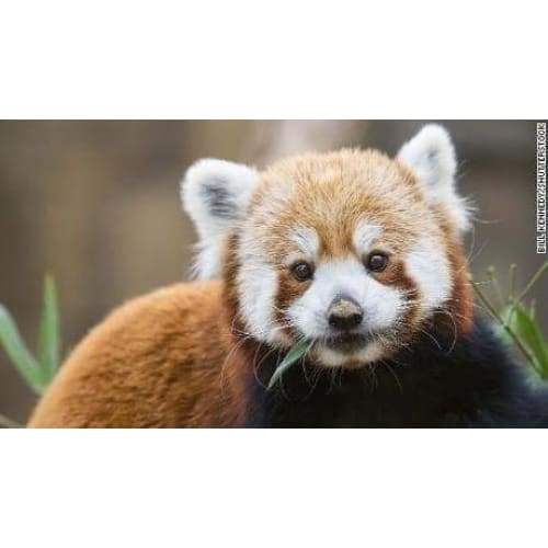 Red Panda - Full Drill Diamond Painting - Special Order - 