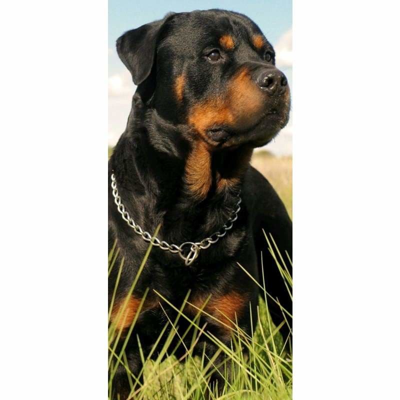 Rottweiler Dog - Full Drill Diamond Painting - Special Order