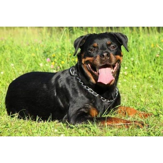 Rottweiler- Full Drill Diamond Painting - Special Order -