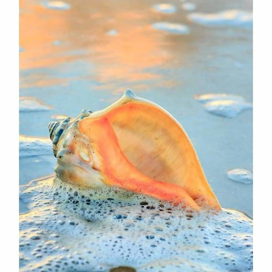 Sea Shell Full Drill - 5D Diy Diamond Painting Kits