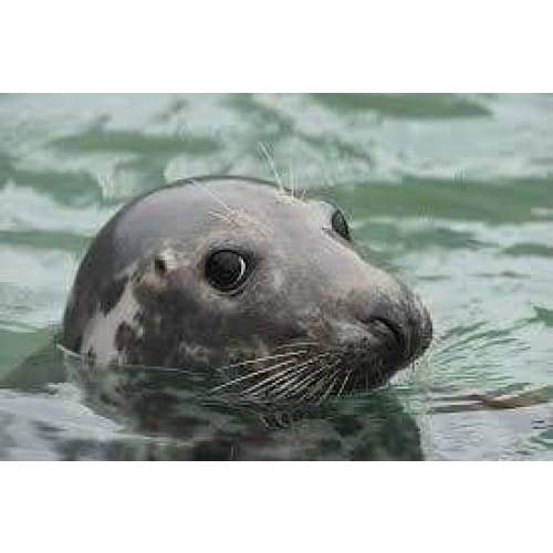 Seal - Full Drill Diamond Painting - Special Order - Full